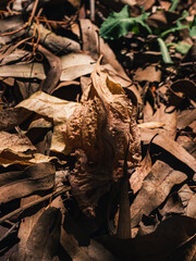 Leaves on the ground