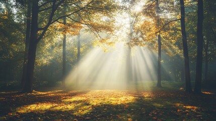 Obraz premium Sunbeams through autumn forest, misty morning.