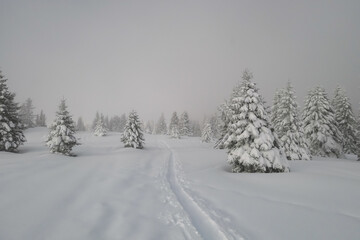 Fototapeta premium Snow-covered firs line a trail at Moschkogel, Koralpe, Austria. Wispy fog veils snow laden conifer trees. Peaceful winter scene. Snowy challenging weather conditions. Remote Austrian Alps. Ski touring