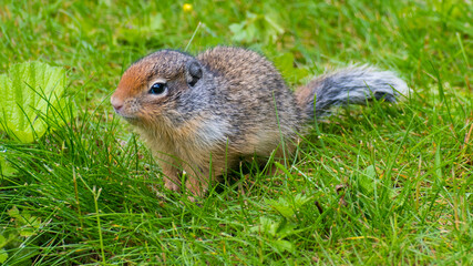 A charming image of a small rodent exploring the lush green grass, showcasing the adorable features and inquisitive nature of wildlife in their natural habitat.