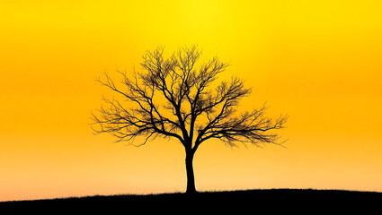 Obraz premium Captivating Silhouette Tree at Sunset: Vibrant Orange Sky & Tranquil Nature in Breathtaking Autumn Evening Landscape