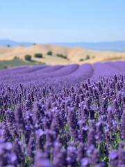 Naklejka premium expansive lavender fields in full bloom, stretching towards the horizon under a clear blue sky. The vibrant purple flowers create a striking contrast with the distant rolling hills.