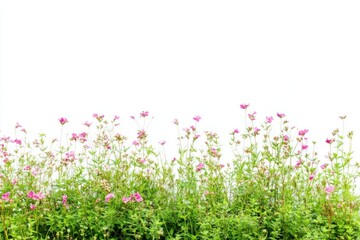 Flowers outdoors nature field.