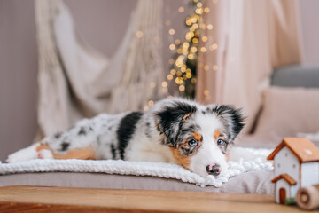 beautiful cute tricolor merle Australian shepherd puppy lies on the bed against the background of bokeh from the garland