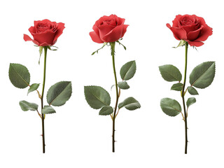 Naklejka premium Rose isolated on white background, full depth of field