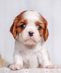 small cute Cavalier King Charles Spaniel puppy on a light background