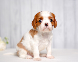 small cute Cavalier King Charles Spaniel puppy on a light background