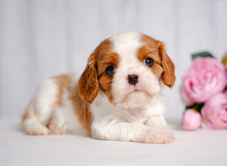 small cute Cavalier King Charles spaniel puppy on a light background with flowers March 8 spring