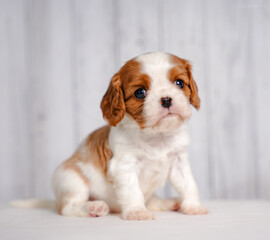 small cute Cavalier King Charles Spaniel puppy on a light background