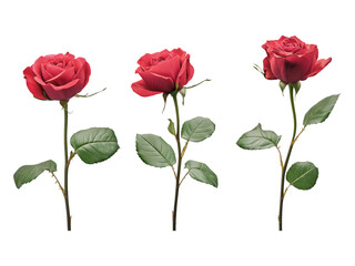 Naklejka premium Rose isolated on white background, full depth of field