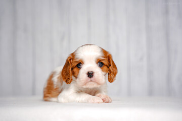 small cute Cavalier King Charles Spaniel puppy on a light background