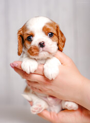 small cute Cavalier King Charles Spaniel puppy on a light background