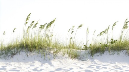 dune grass on white background/dune grass/summertime vacation