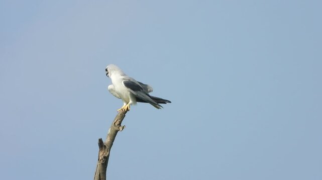 White-tailed Kite ready for flay .