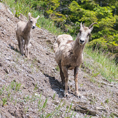 An adult mountain goat walks alongside its kid on a rugged slope, exemplifying the bond and survival of wildlife in untamed environments.