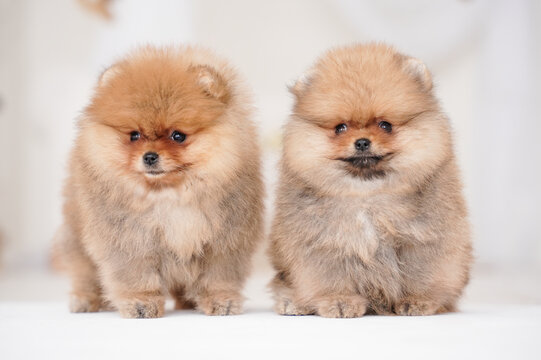 two cute fluffy spitz puppies sitting next to each other against the backdrop of a white room