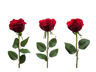 Rose isolated on white background, full depth of field