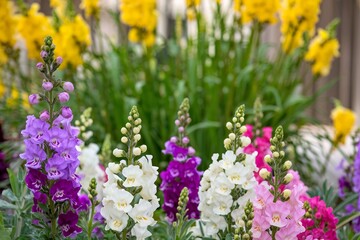 Fototapeta premium Colorful snapdragon flowers in garden for spring season concept