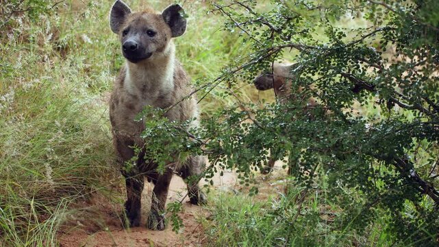 Cute Spotted hyena looks at camera while her little cub wants to play