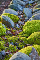 Rocks, moss and fungal growth with stones in nature for poor drainage, moisture or growing conditions. Draught, greenery or rootless plant with fungus, damp soil or spread of natural spores in forest