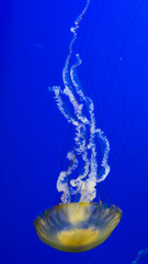 A stunning jellyfish gracefully swims through deep blue waters, capturing the essence of aquatic life and the mesmerizing beauty of ocean ecosystems.