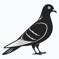 Pouter Pigeon Standing Silhouette
