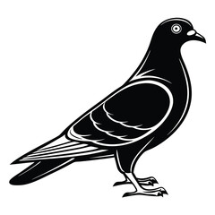 Obraz premium Pouter Pigeon Shadow Art