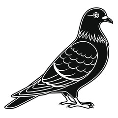 Pouter Pigeon Silhouette Illustration