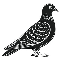 Black Silhouette of Pouter Pigeon