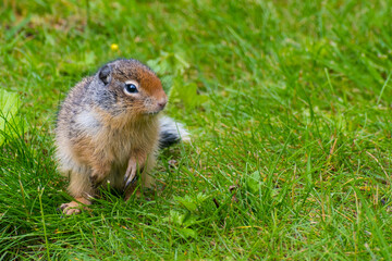 A curious squirrel standing on grass, observing its surroundings with alertness, embodying the playful spirit of wildlife in a natural environment.