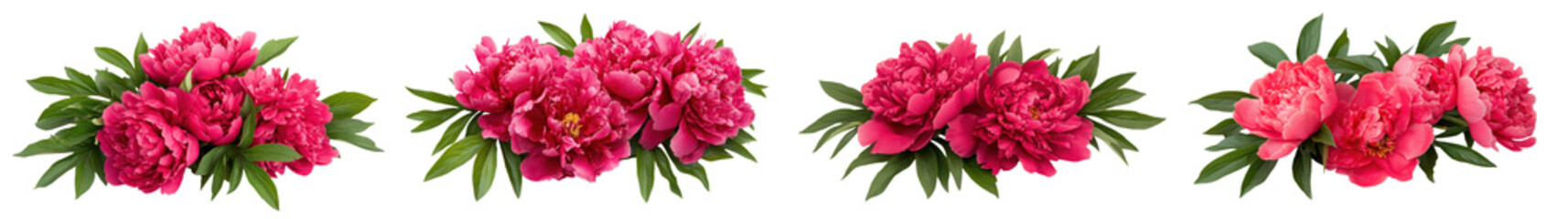 Obraz premium Blooming vibrant pink peony flowers with lush green leaves against a clean white background Elegant and romantic floral arrangement with delicate petals and fragrant blossoms