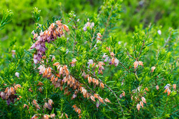 A vibrant display of flowering plants showcasing delicate pink and cream blooms amid lush green foliage, perfect for nature enthusiasts and floral arrangements.