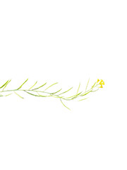 Fototapeta premium The yellow flower and leaf