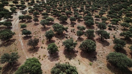 Panoramic view of the savannah with round green trees with a dense crown among the dried grass, drone video