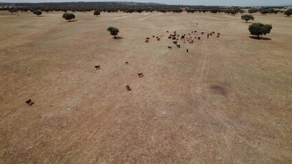 Drone view of a herd of cows grazing on dry grass in the savannah