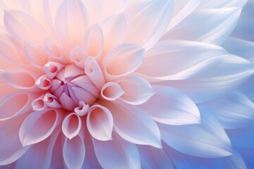 Obraz premium Pastel flower backgrounds dahlia plant.
