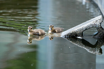 コンクリートブロックのすべり台と子ガモの兄弟