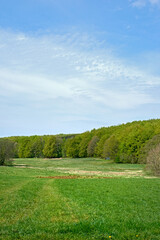 Forest, grass and sky with countryside landscape for holiday, travel destination and ecology. Field, clouds and green environment with woods outdoor, background and eco friendly trees in Denmark