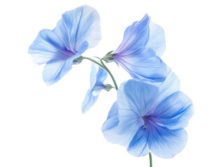 Fototapeta premium Stunning Blue Flowers Closeup Photography: Delicate Petals and Vibrant Hues