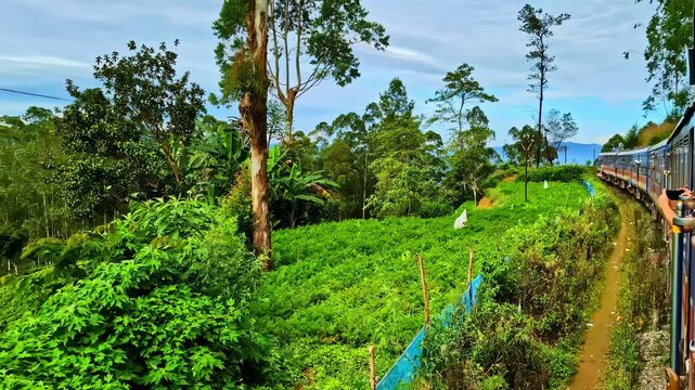 A picturesque train ride showcases the breathtaking beauty of Sri Lanka's tea plantations.
