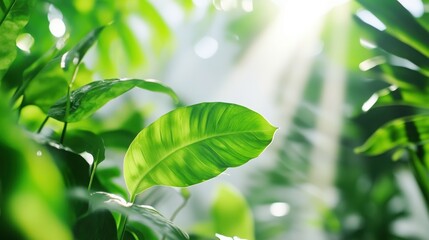 Fototapeta premium Light beam passing through plants, white background on the right.