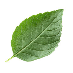 Obraz premium Basil Leaf isolated on transparent background, png