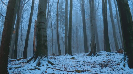 Serene winter landscape with misty bare trees, and a tranquil forest, evoking a sense of mystery...