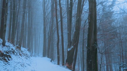 Serene winter landscape with misty bare trees, and a tranquil forest, evoking a sense of mystery...