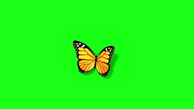 beautiful butterfly sitting chroma key.