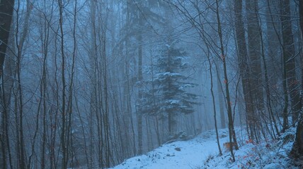Serene winter landscape with misty bare trees, and a tranquil forest, evoking a sense of mystery and peace, perfect for themes of nature, solitude, and atmospheric beauty