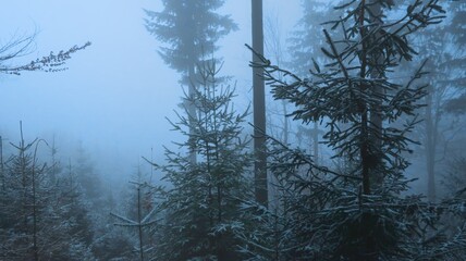 Serene winter landscape with misty bare trees, and a tranquil forest, evoking a sense of mystery...