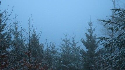 Serene winter landscape with misty bare trees, and a tranquil forest, evoking a sense of mystery...