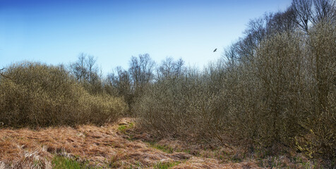 Nature, trees and ecology in bush for environment, park and conservation. Europe, travel and tranquil woodland with season in woods for morning, plant scenery and landscape for outdoor growth