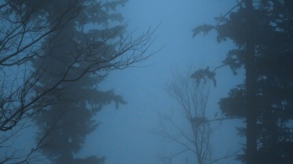 Serene winter landscape with misty bare trees, and a tranquil forest, evoking a sense of mystery and peace, perfect for themes of nature, solitude, and atmospheric beauty